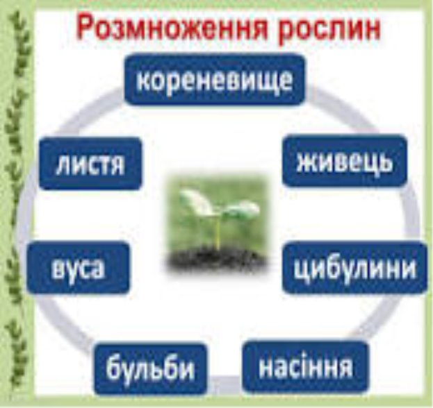 Способи розмноження рослин